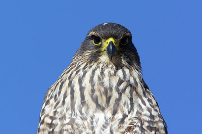 BUITEN BEELD Foto: 182353