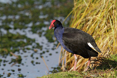 BUITEN BEELD Foto: 182354