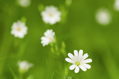 BUITEN BEELD Foto: 182443
