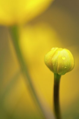 BUITEN BEELD Foto: 182475