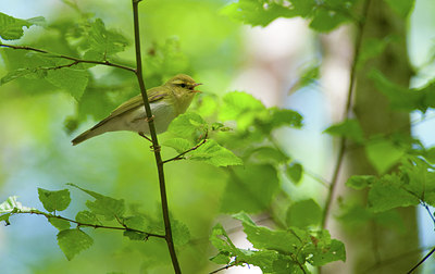 BUITEN BEELD Foto: 182519