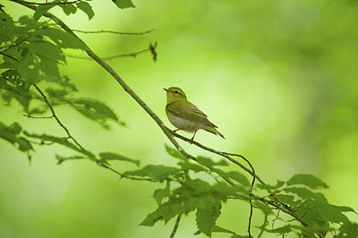 BUITEN BEELD Foto: 182521