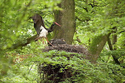 BUITEN BEELD Foto: 182525