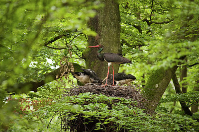 BUITEN BEELD Foto: 182527