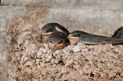 BUITEN BEELD Foto: 182534