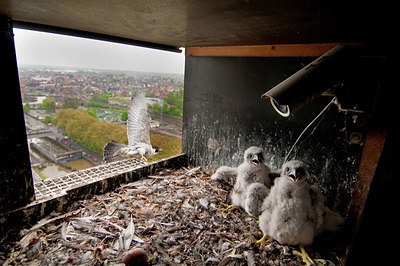 BUITEN BEELD Foto: 182540