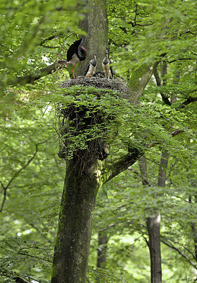 BUITEN BEELD Foto: 182549