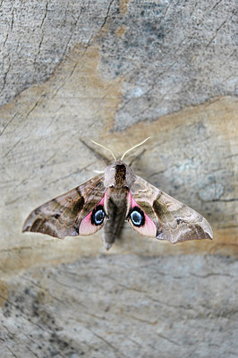 BUITEN BEELD Foto: 182552