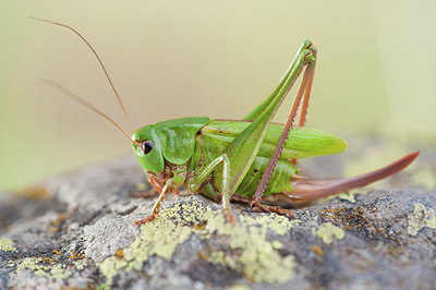 BUITEN BEELD Foto: 182561