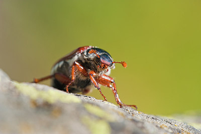 BUITEN BEELD Foto: 182562