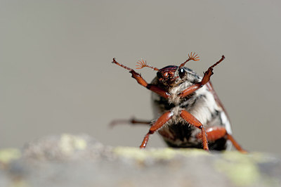 BUITEN BEELD Foto: 182563