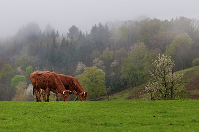 BUITEN BEELD Foto: 182578