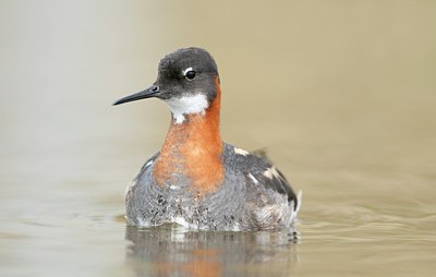 BUITEN BEELD Foto: 182627