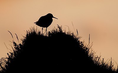 BUITEN BEELD Foto: 182630