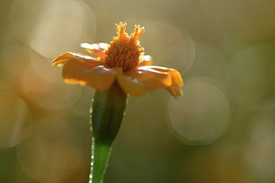 BUITEN BEELD Foto: 182644