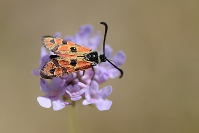 BUITEN BEELD Foto: 182675