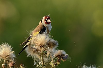 BUITEN BEELD Foto: 182676