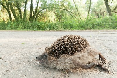 BUITEN BEELD Foto: 182686