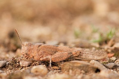 BUITEN BEELD Foto: 182713