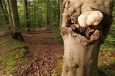 BUITEN BEELD Foto: 182744