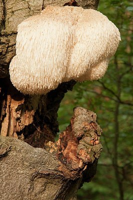 BUITEN BEELD Foto: 182747