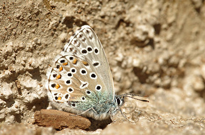 BUITEN BEELD Foto: 182763