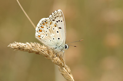 BUITEN BEELD Foto: 182765