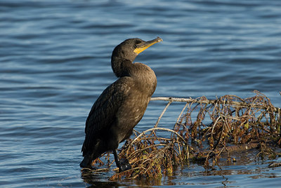 BUITEN BEELD Foto: 182782