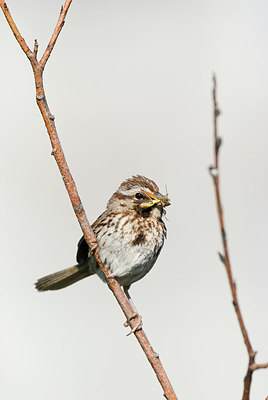 BUITEN BEELD Foto: 182786