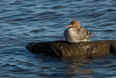 BUITEN BEELD Foto: 182791