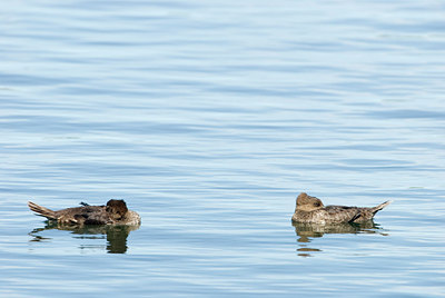 BUITEN BEELD Foto: 182803