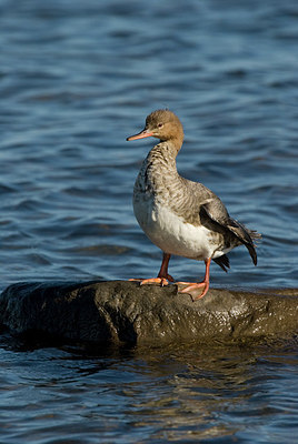 BUITEN BEELD Foto: 182805