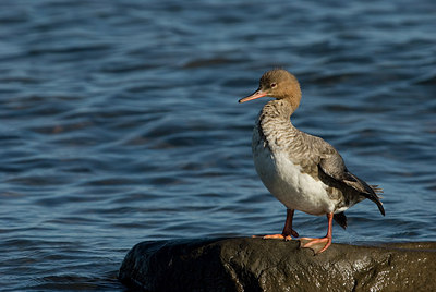 BUITEN BEELD Foto: 182826