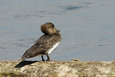 BUITEN BEELD Foto: 182829