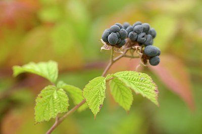 BUITEN BEELD Foto: 182862