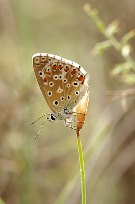 BUITEN BEELD Foto: 182863