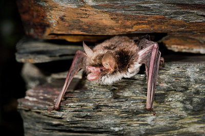 BUITEN BEELD Foto: 182912