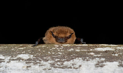 BUITEN BEELD Foto: 182914