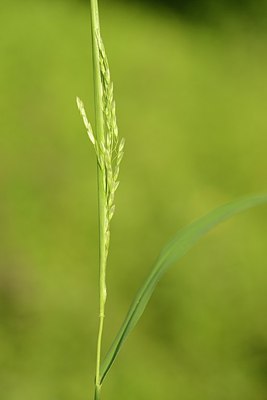 BUITEN BEELD Foto: 182942