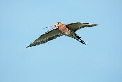 BUITEN BEELD Foto: 182959