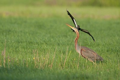 BUITEN BEELD Foto: 182961