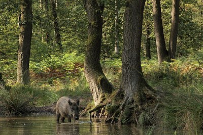 BUITEN BEELD Foto: 182981