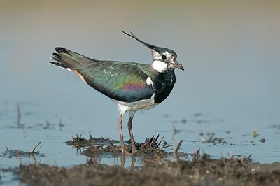BUITEN BEELD Foto: 182994
