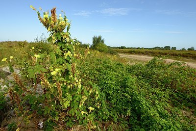 BUITEN BEELD Foto: 182998