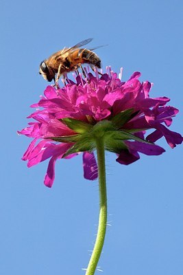 BUITEN BEELD Foto: 183007