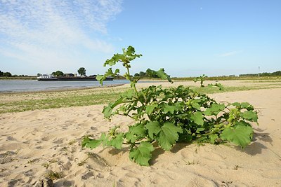 BUITEN BEELD Foto: 183026