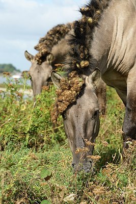 BUITEN BEELD Foto: 183032