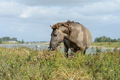 BUITEN BEELD Foto: 183034