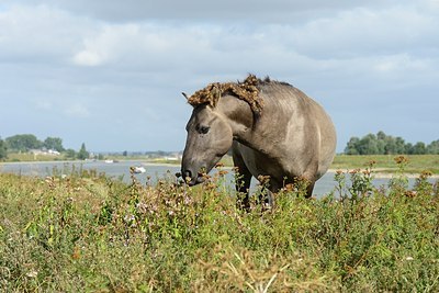 BUITEN BEELD Foto: 183034