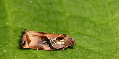 BUITEN BEELD Foto: 183055